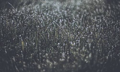 grayscale-water-dew-grass_198169-113